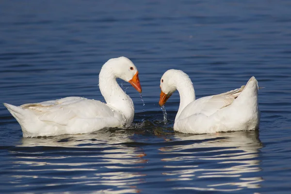 Two white domestic geese swimming on the lake — Stock Photo, Image