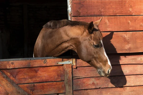 Braune Stute im Holzstall — Stockfoto