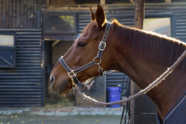 Porträtt av häst stående i Ranch — Stockfoto