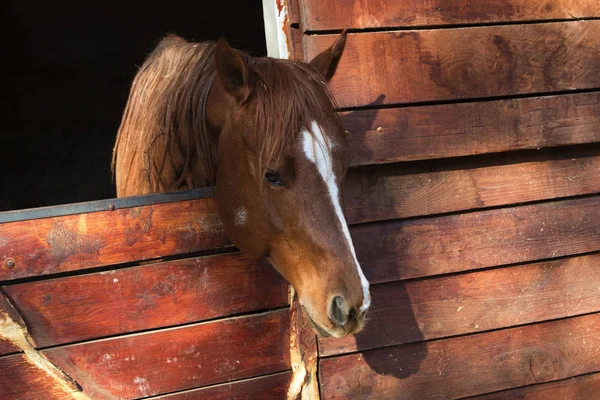Bruin paard in een houten stal — Stockfoto