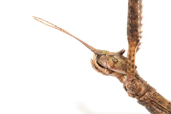 Vietnamesiskt eller Annam promenadkäpp, Medauroidea extradentata — Stockfoto