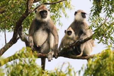Ağaçüzerinde Gri Langur Semnopithecus priam ailesi