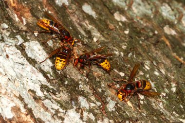 Ağaç kabuğu üzerinde Hornets Vespa crabo Grubu