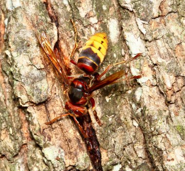 Ağaç kabuğu üzerinde Hornet Vespa crabo