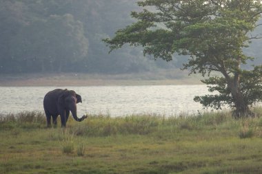 Fil Yala milli parkı Sri Lanka'da besleniyor