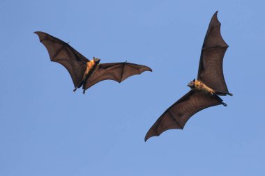 İki Dev Hint uçan tilki yarasası, Pteropus giganteu