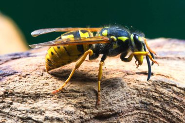 Tehlikeli ve zehirli Vespula germanica wasp