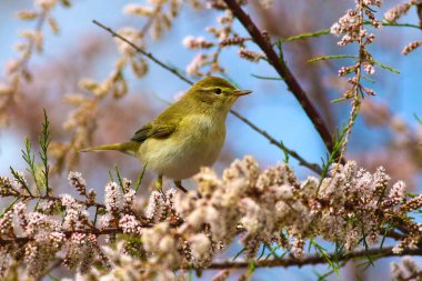  Şifchaff Phylloscopus collybita, tuz çiçeği dalında 