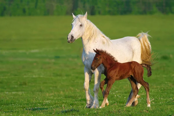 Dwa konie, brązowy źrebię i białej matki — Zdjęcie stockowe