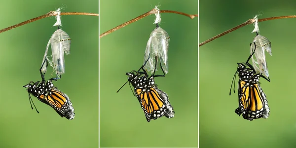 Mariposa monarca (Danaus plexippus) secando sus alas después de emer —  Fotos de Stock