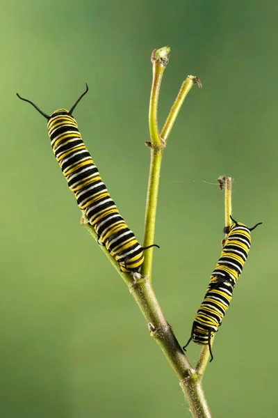Dos mariposa monarca Danaus plexippus caterpillas —  Fotos de Stock