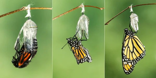 Mariposa monarca (Danaus plexippus) secando sus alas después de eme —  Fotos de Stock