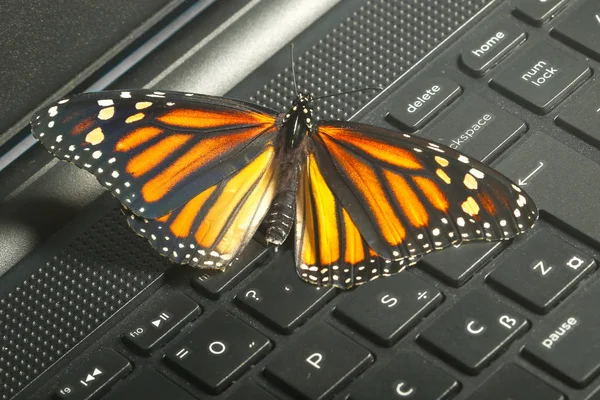 Monarch Butterfly on the computer  keyboard ecological energy co
