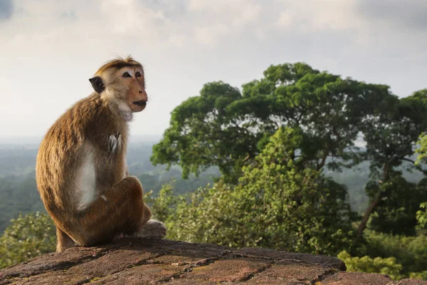 King of jungle, macaque monkey at ruins