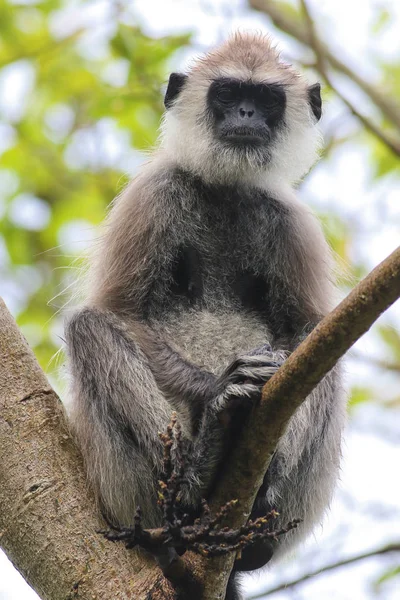 Feminino de Gray Langur Semnopithecus priam na árvore — Fotografia de Stock