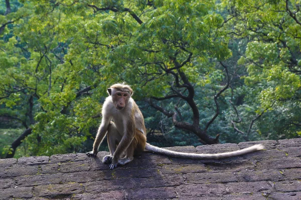 Roi de la jungle, singe macaque en ruines, Sri Lanka — Photo