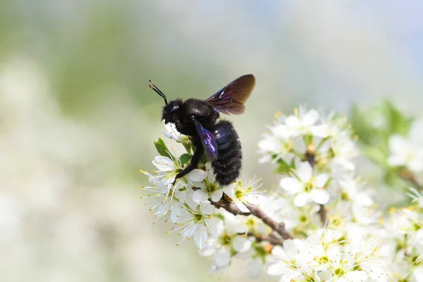 Carpenter bee pollinate bloomed flowers in spring