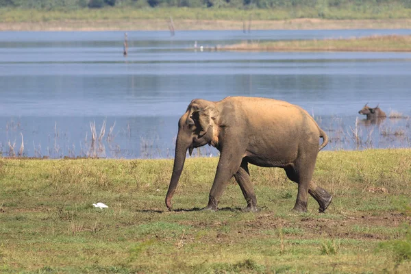 Elefantenwanderung im udawalawe Nationalpark sri lanka — Stockfoto