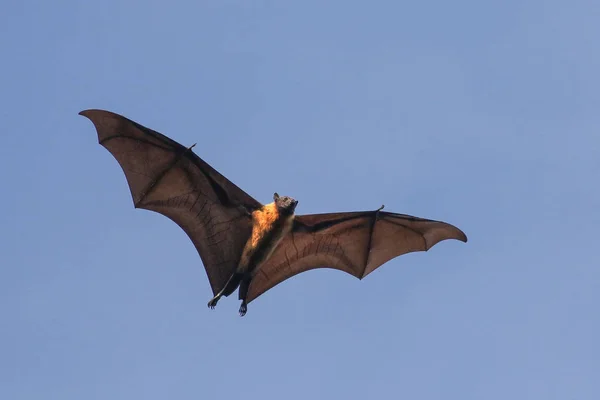 Pipistrello volpe volante indiano al volo, Pteropus, giganteus — Foto Stock