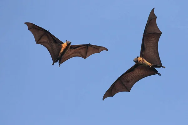 İki Dev Hint uçan tilki yarasası, Pteropus giganteu