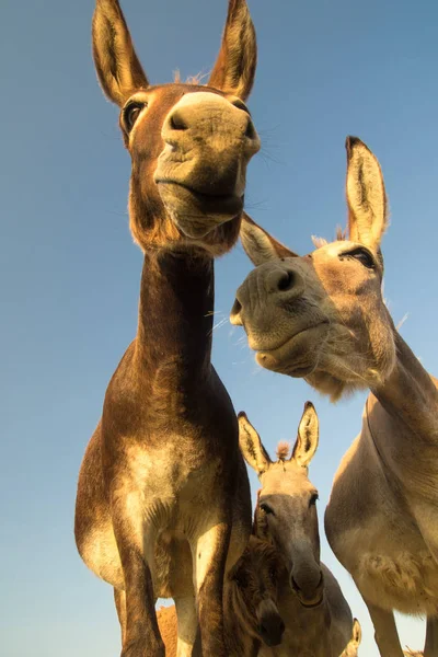 Porträt wilder Esel mit lustigen Gesichtern — Stockfoto