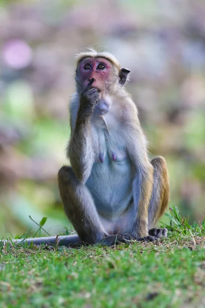Macaque monkey is sitting and thinking Stock Image