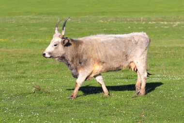 Mera üzerinde Macar gri