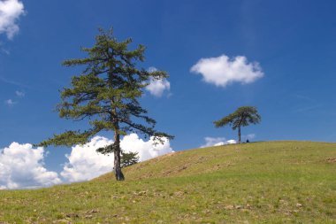 Sırbistan'da eski çam ağaçlarıyla Zlatibor Dağı'nın manzarası