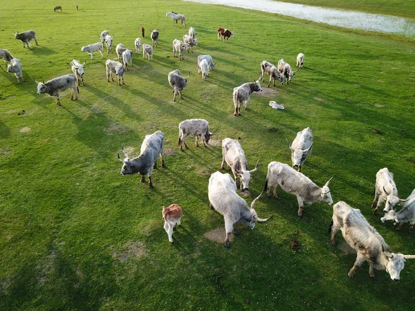 Troupeau Vaches bovines grises hongroises, vue aérienne — Photo