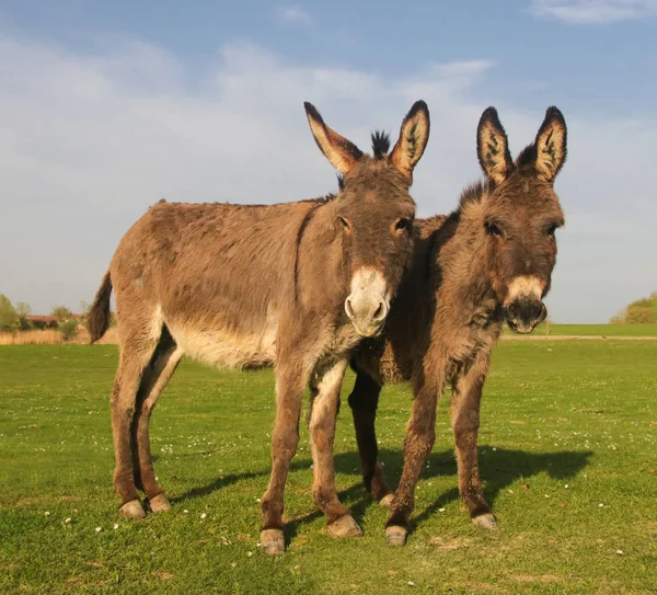 Dos burros en el prado floral —  Fotos de Stock