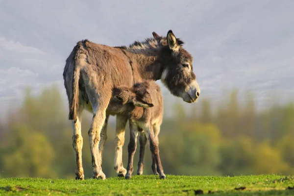 Bébé âne est sucer mère — Photo