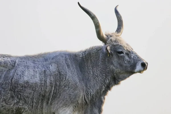 รูปภาพของวัวสีเทาฮังการี — ภาพถ่ายสต็อก