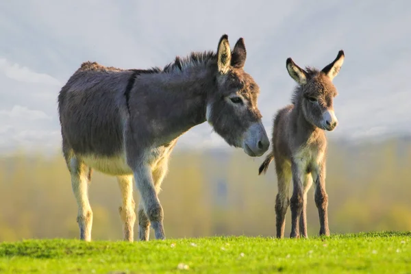 Bonito bebé burro y madre en pradera floral —  Fotos de Stock