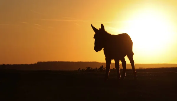Silhueta de burro selvagem ao pôr-do-sol — Fotografia de Stock