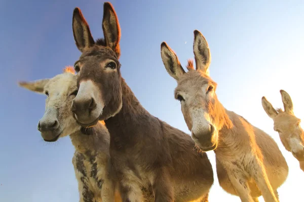 Four funny donkeys