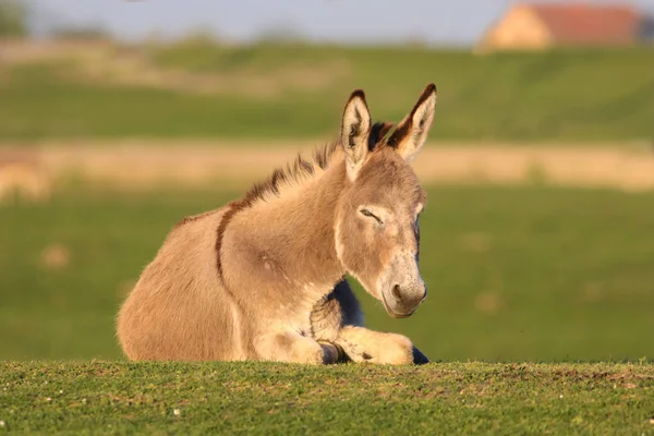 Laying wild donkey in a Field — Stock Photo, Image