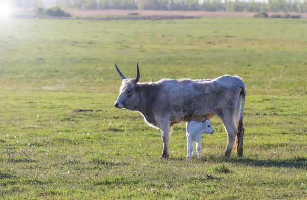 Raça húngara de vaca cinzenta com vitelo — Fotografia de Stock