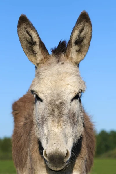 Portrait d'âne brun — Photo