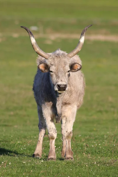 Bulle auf der Weide — Stockfoto