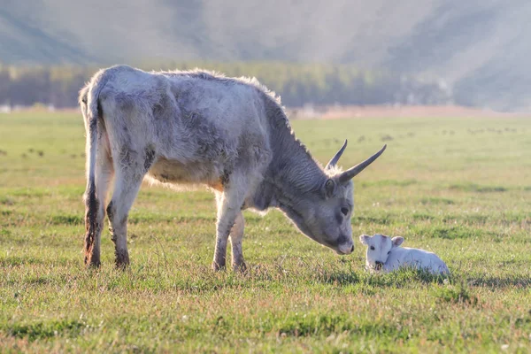 White Calf and cow  on the field