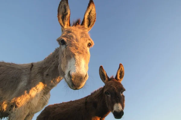 Dos burros divertidos — Foto de Stock