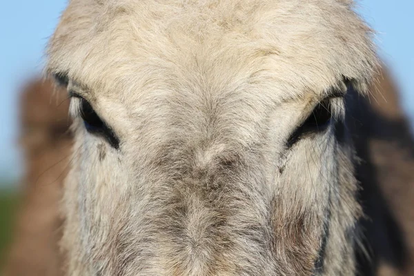 Porträtt av en hårig åsna huvudet — Stockfoto