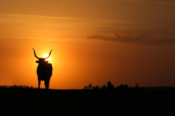 Silhouette di mucca al tramonto sul campo — Foto Stock