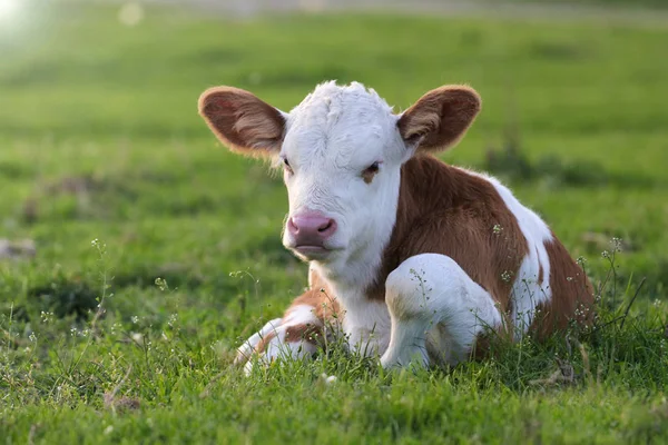 花畑の茶色の白い子牛 — ストック写真