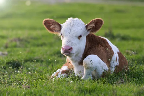 Braunes weißes Kalb auf dem Blumenfeld — Stockfoto