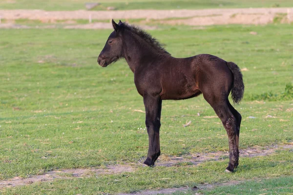 春の草原の黒い子馬 — ストック写真