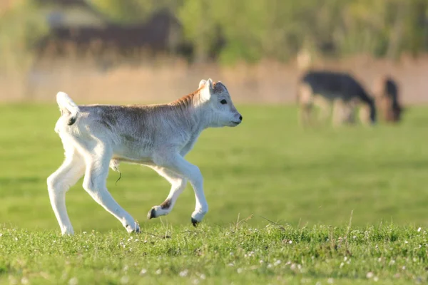 White Calf jumping on the pasture — 스톡 사진