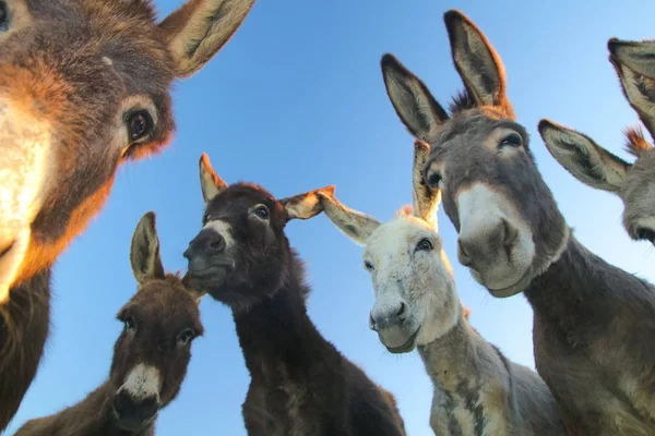 Grupo de burros engraçados — Fotografia de Stock