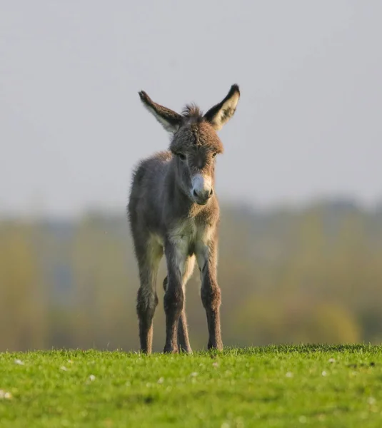 Cute baby donkey on floral pasture — Stock Photo, Image