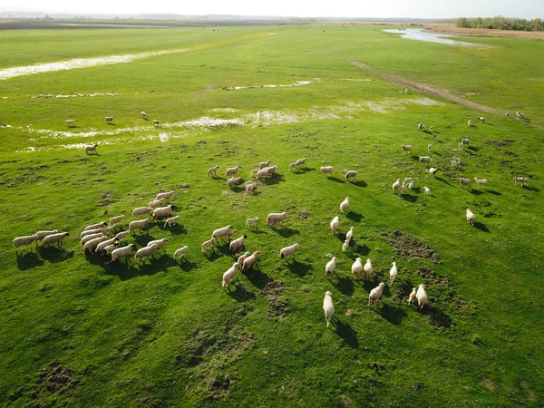 Vue aérienne du troupeau de moutons sur les pâturages printaniers — Photo